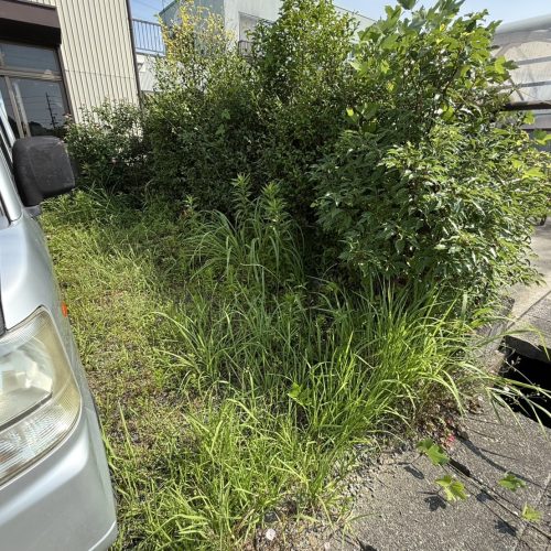 整備されていない庭